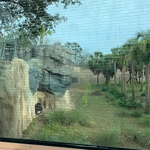 Bird Strike Film, a decorative film, was added to glass at the Jacksonville Zoo by Advanced Window Tinting.
