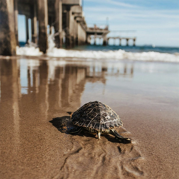 Small Turtle Heading to Ocean – Photo by Brittney Weng, Unsplash