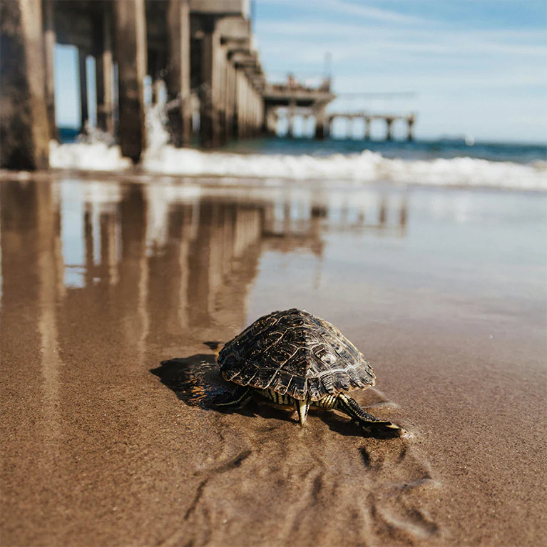 Small Turtle Heading to Ocean – Photo by Brittney Weng, Unsplash