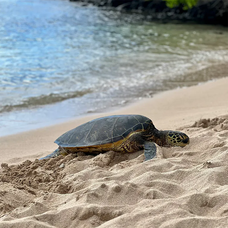Turtle nesting on beach – photo by George Nifakos, Unsplash