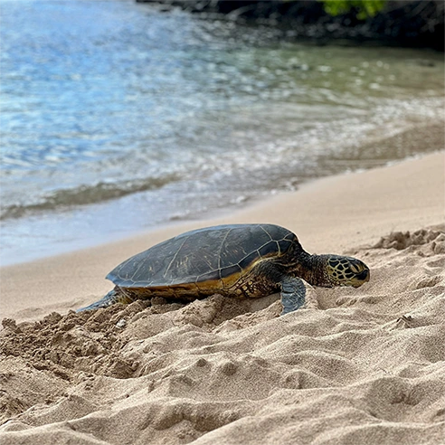 Turtle nesting on beach – photo by George Nifakos, Unsplash