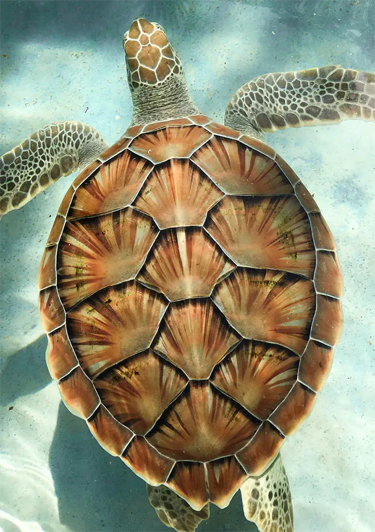 Sea Turtle – photo by Abner Abiu Castillo Diaz, Unsplash