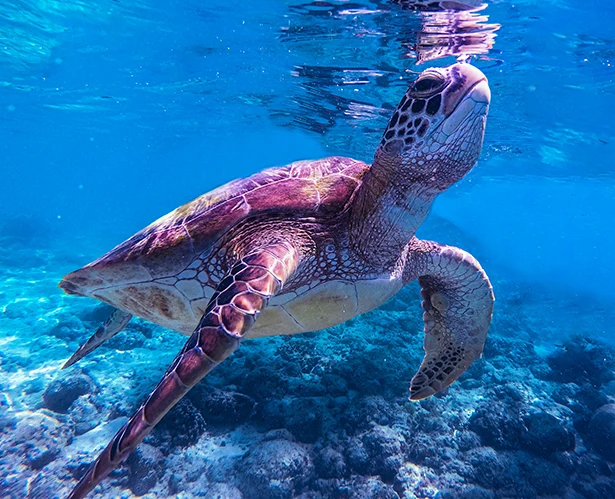 Adult sea turtle – photo by Jeremiah Del Mar, Unsplash