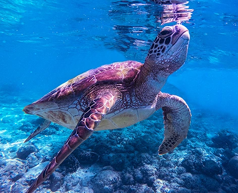 Adult sea turtle – photo by Jeremiah Del Mar, Unsplash