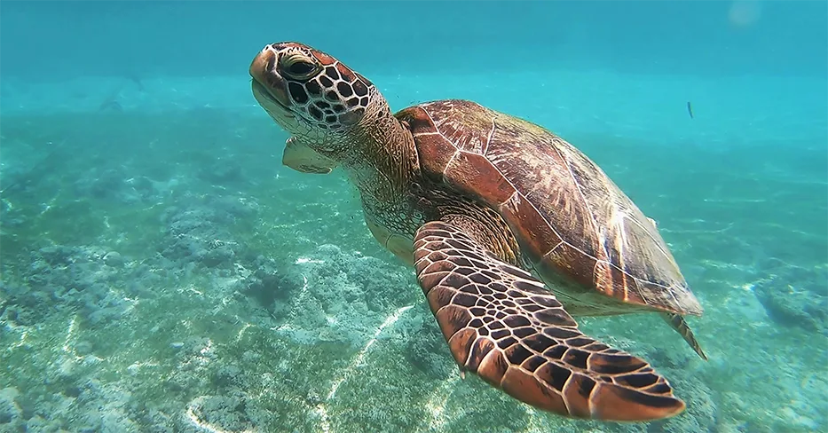 A sea turtle under water, which can be protected by 3M Glass Film